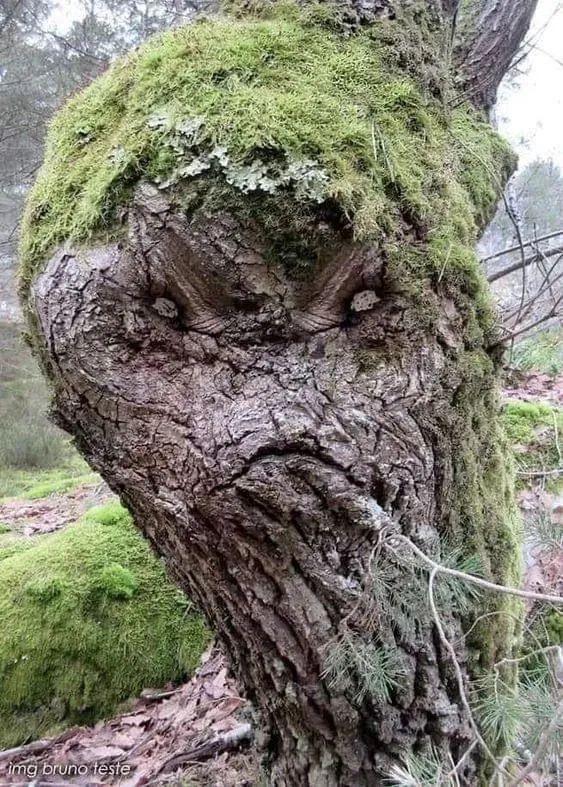 28棵“不正經”的樹：屁股、大長腿、搞笑臉，這屆樹木太會演了！-無料攝影圈