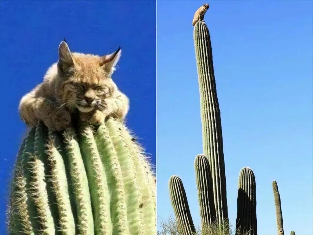 25個世界奇景：人類、動物和地球都在“整活”，看完大開眼界-無料攝影圈