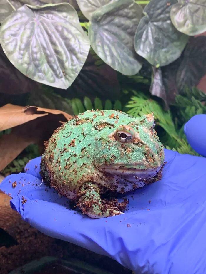 看完這31張圓形動物照，我才發現可愛原來也會讓人安靜下來-無料攝影圈