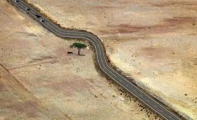 見過會“透明”的鯊魚嗎？30張讓人瞠目結舌的自然奇觀照片-無料攝影圈