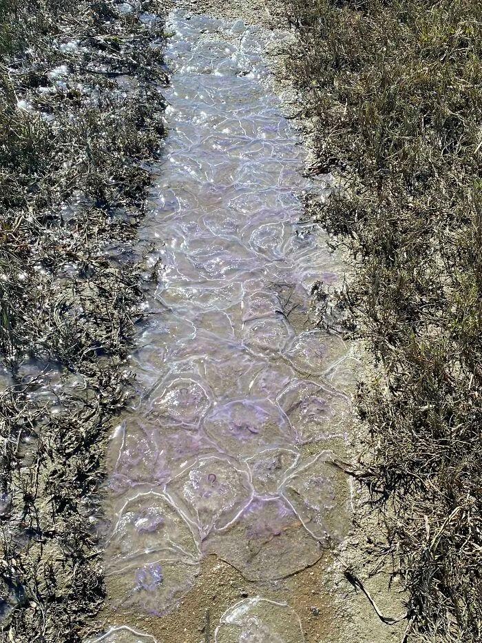 27次海灘驚魂發現：從恐龍腳印到鯨魚骸骨，真相比小說還離譜！-無料攝影圈