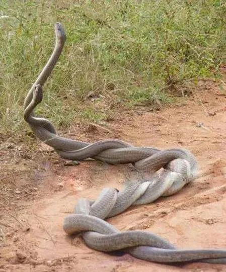 奇趣的動物攝影圖集，驚艷無比、大開眼界、難得一見-無料攝影圈